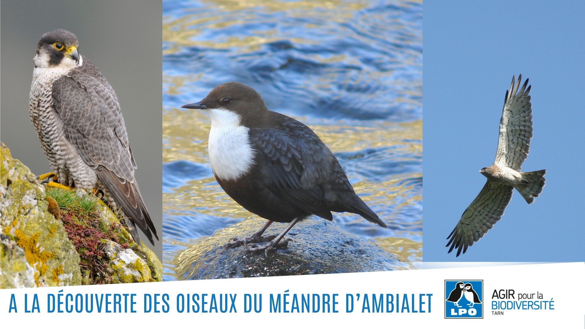 Affiche de l'évènement " A la découverte des oiseaux du méandre d’Ambialet "